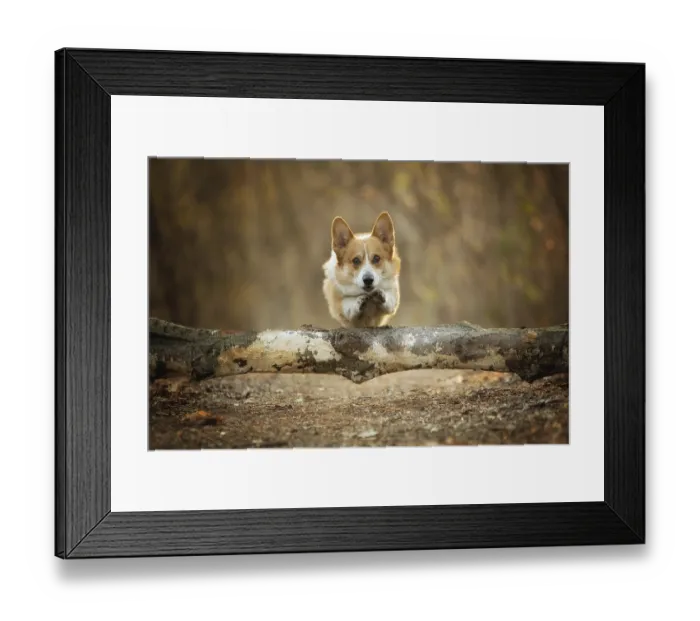 Framed Print : A Welsh Corgi Pembroke dog jumps through a tree on a forest path