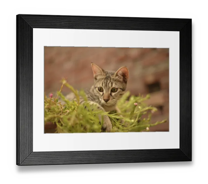 Framed Print : A focused tabby kitten surrounded by greenery and small pink flowers with a brick wall background