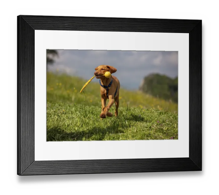Framed Print : Vizsla puppy, 4 months, running with toys in a meadow