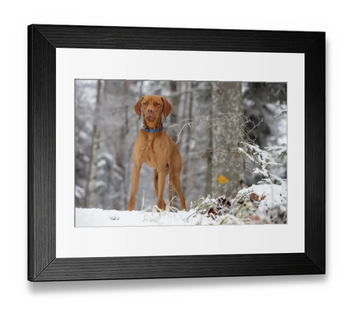 Framed Print : RoevidszOErU Magyar Vizsla, Hungarian short-haired pointing dog