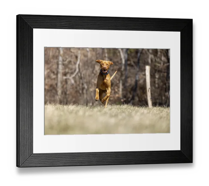 Framed Print : RoevidszOErU Magyar Vizsla, Hungarian short-haired pointing dog