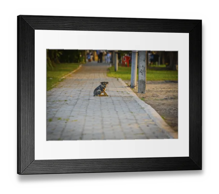 Framed Print : Dog (Canis), Bacco Beach, Restaurant Framed Print : Dog (Canis), Bacco Beach, Restaurant