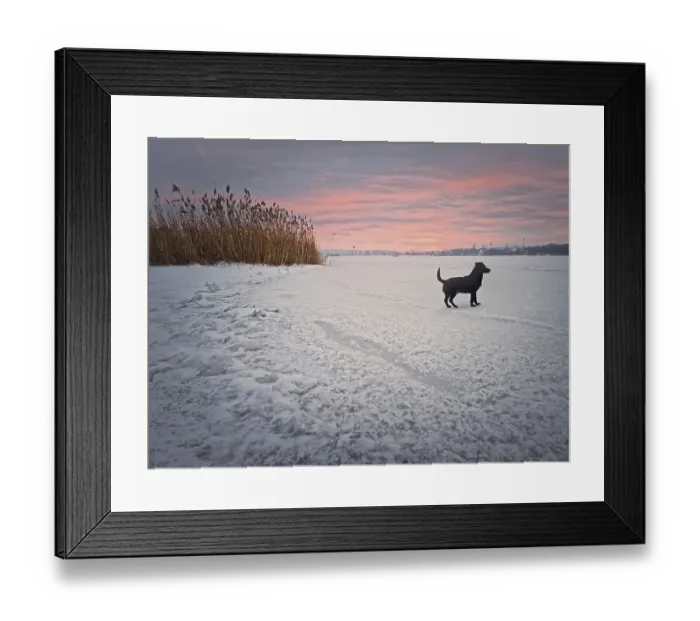 Framed Print : Beautiful winter sunset scene with a dog walking on ice of the frozen lake Framed Print : Beautiful winter sunset scene with a dog walking on ice of the frozen lake