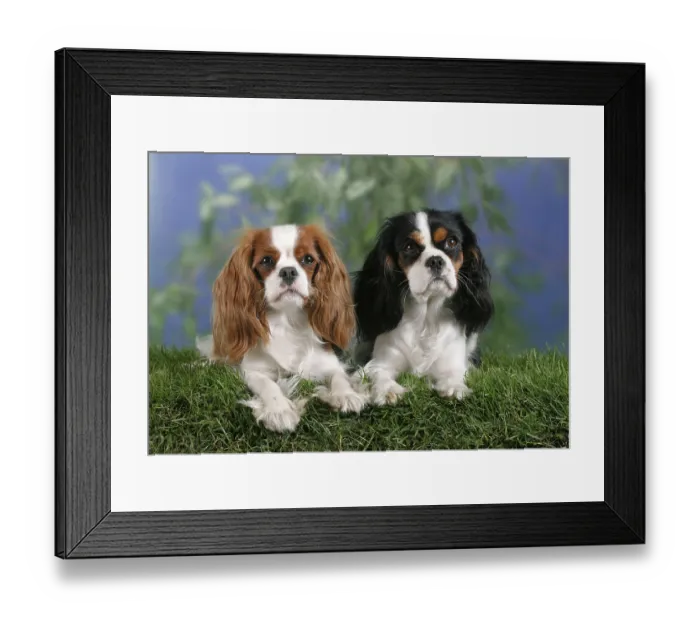 Framed Print : Cavalier King Charles Spaniel, Blenheim and tricolour