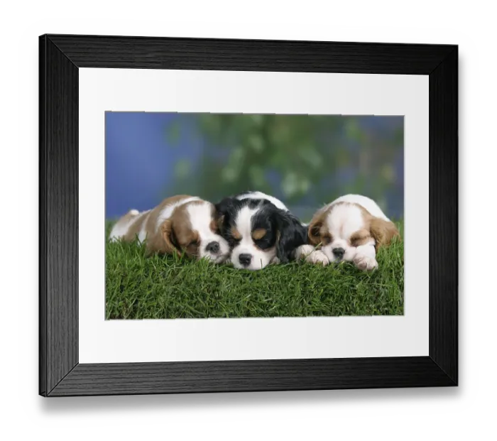 Framed Print : Cavalier King Charles Spaniel puppies Framed Print : Cavalier King Charles Spaniel puppies