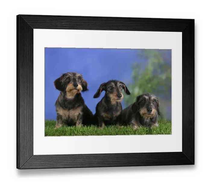 Framed Print : Rough-haired Dachshund, Dwarf Grey Dachshund Framed Print : Rough-haired Dachshund, Dwarf Grey Dachshund