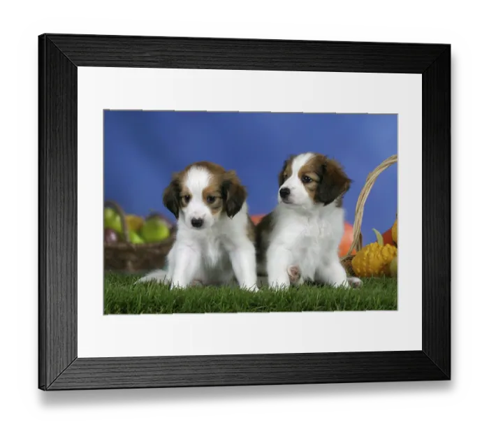 Framed Print : Small Dutch Waterfowl Dog, puppies Framed Print : Small Dutch Waterfowl Dog, puppies