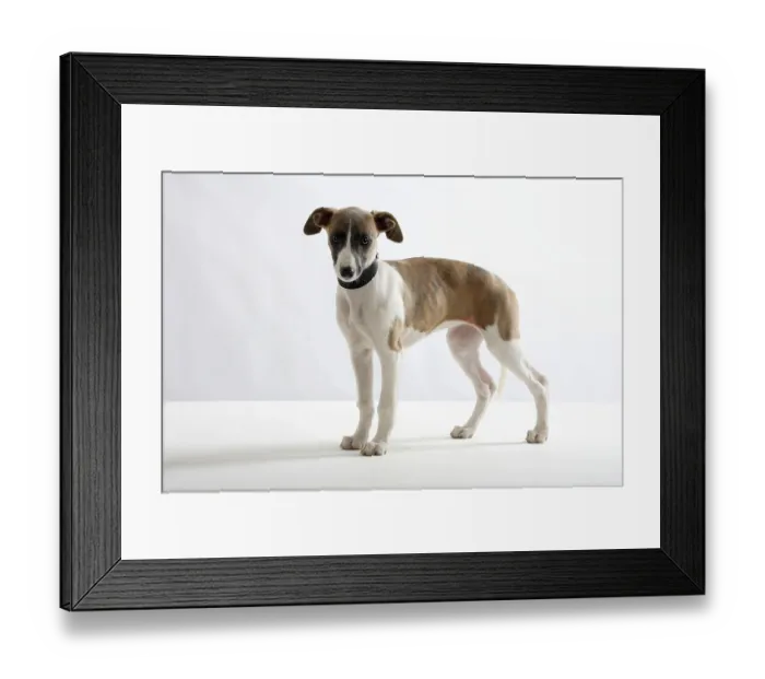 Framed Print : Whippet, puppy, 11 weeks, collar, greyhound collar Framed Print : Whippet, puppy, 11 weeks, collar, greyhound collar