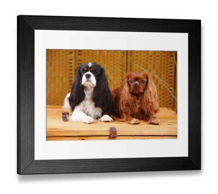 Framed Print : Cavalier King Charles Spaniel, pair