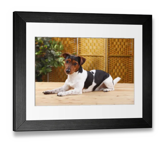 Framed Print : Jack Russell Terrier, male Framed Print : Jack Russell Terrier, male
