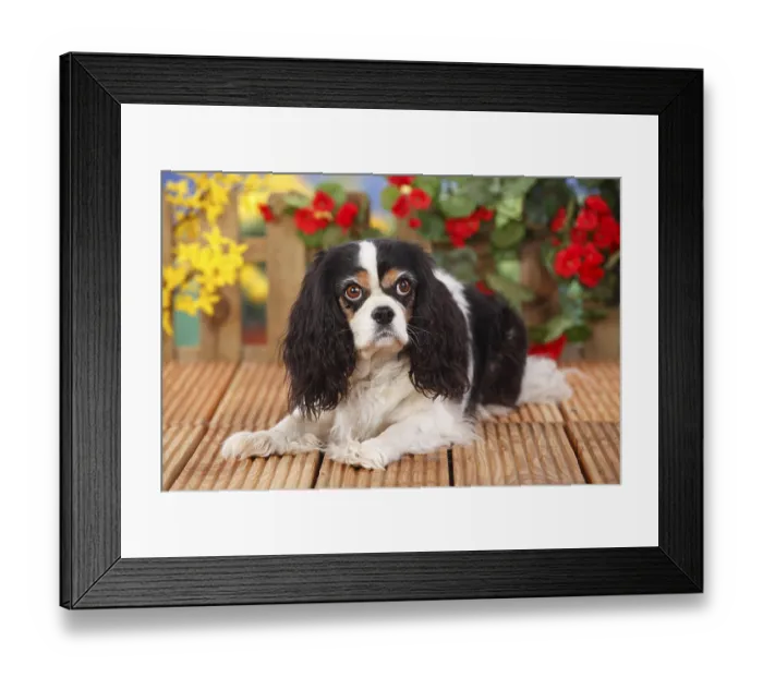Framed Print : Cavalier King Charles Spaniel, bitch Framed Print : Cavalier King Charles Spaniel, bitch