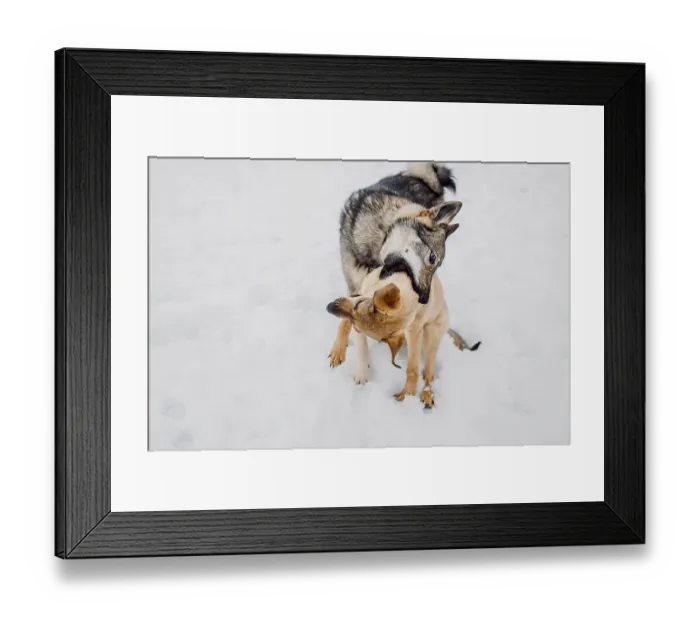 Framed Print : Siberian husky plays with another dog in the snow at a shelter for homeless animals Framed Print : Siberian husky plays with another dog in the snow at a shelter for homeless animals