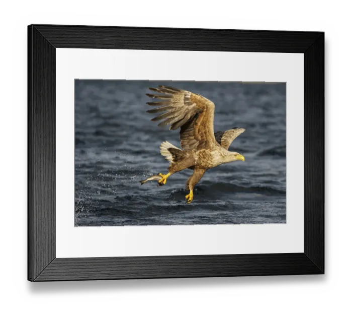 Framed Print : White-tailed eagle (Haliaeetus albicilla) with captured fish