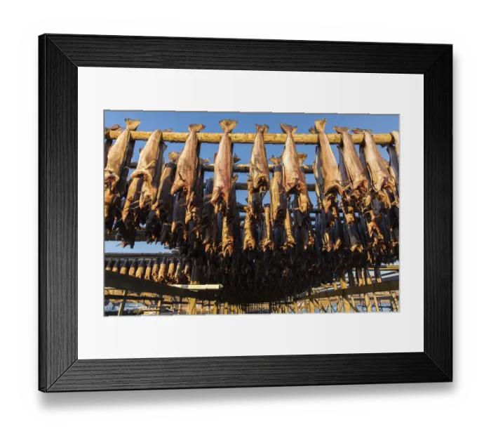 Framed Print : Stockfish, Sennesvik, Lofoten, Nordland