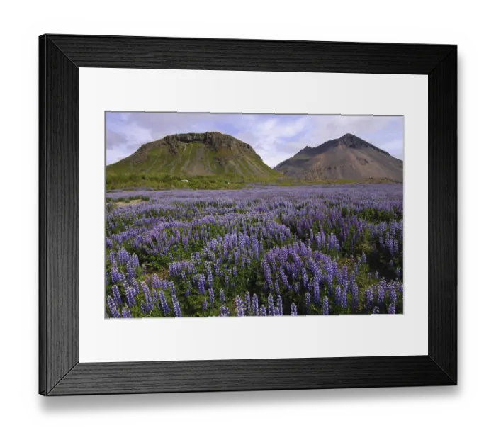 Framed Print : Field of lupins planted to combat soil erosion at Hamar