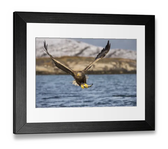Framed Print : White-tailed eagle (Haliaeetus albicilla) flying with fish prey over water