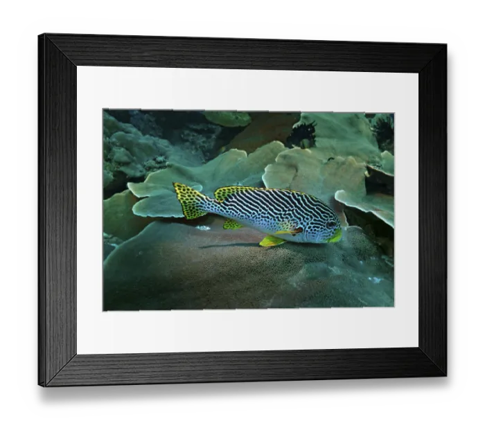 Framed Print : Diagonal-banded Sweetlips (Plectorhinchus lineatus) Framed Print : Diagonal-banded Sweetlips (Plectorhinchus lineatus)