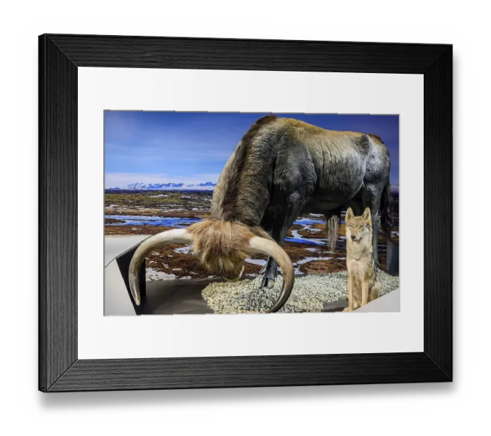 Framed Print : Aurochs bull and wolf, Ice Age Safari Allgaeu exhibition in the Marstall