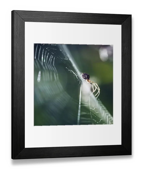 Framed Print : Spider in a spider web, Bonn, Germany, Europe