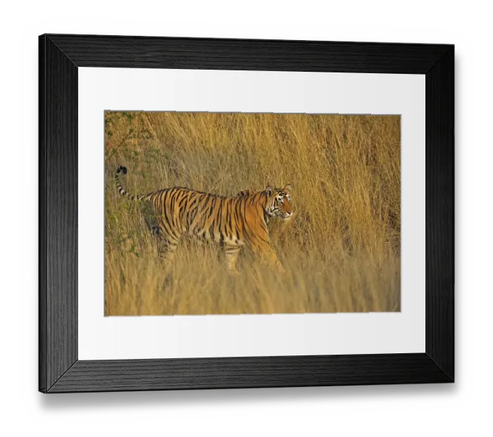 Framed Print : Tiger (Panthera tigris) in the dry grasses of Ranthambore National Park Framed Print : Tiger (Panthera tigris) in the dry grasses of Ranthambore National Park