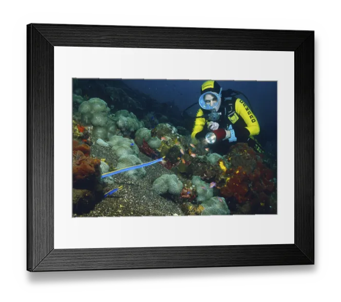 Framed Print : Scuba diver, Ribbon Eel (Rhinomuraena quaesita)