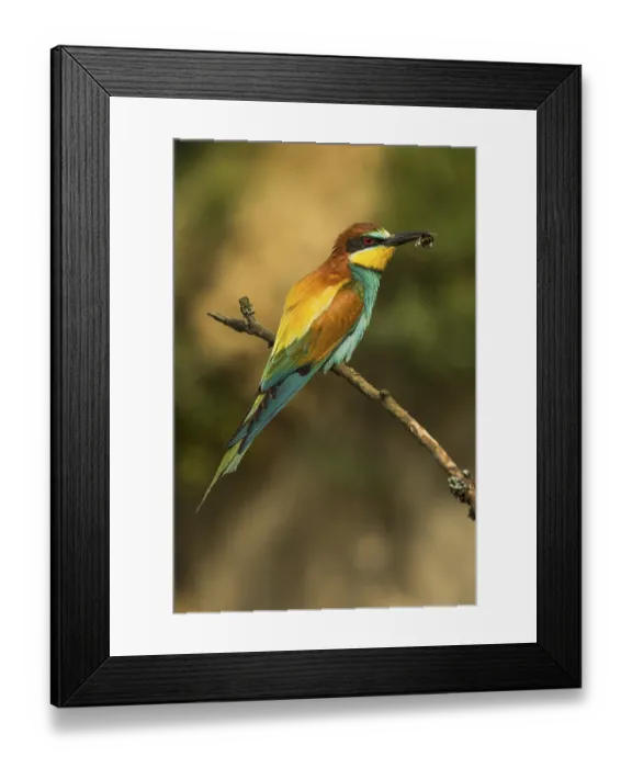 Framed Print : European bee-eater (Merops apiaster) sitting on branch