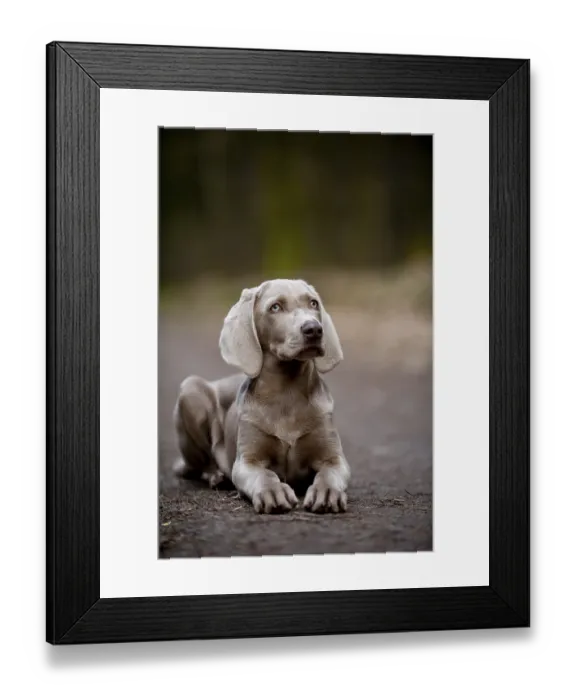 Framed Print : Weimaraner puppy lying on a road in the forest