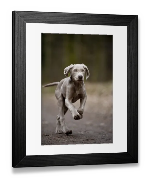 Framed Print : Galloping Weimaraner puppy Framed Print : Galloping Weimaraner puppy