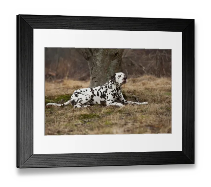 Framed Print : Dalmatian, lying Framed Print : Dalmatian, lying
