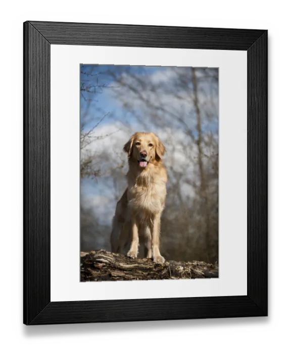 Framed Print : Blond Hovawart standing on a tree trunk Framed Print : Blond Hovawart standing on a tree trunk