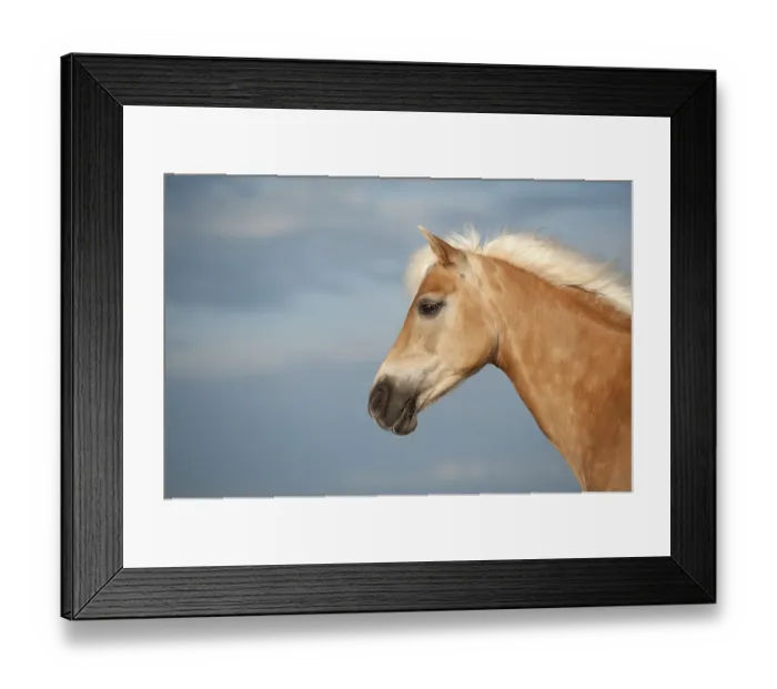 Framed Print : Haflinger horse, portrait, Sankt Peter-Ording