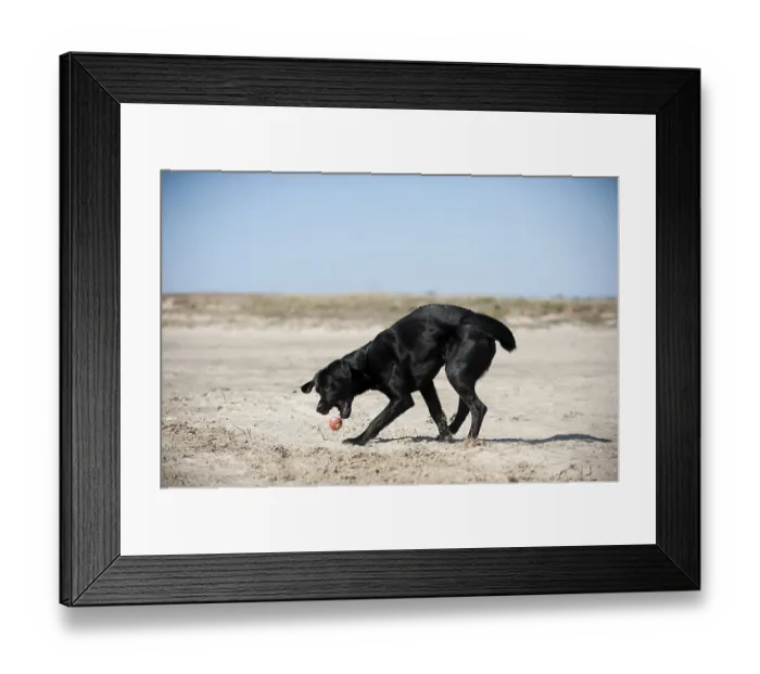 Framed Print : Black Labrador Retriever playing with a ball