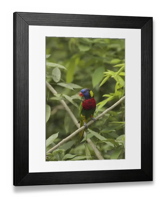 Framed Print : Black-capped Lory, Western Black Capped Lory or Tricolored Lory (Lorius lory)