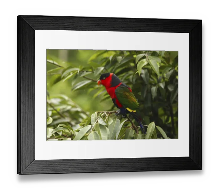 Framed Print : Black-capped Lory or Tricolored Lory (Lorius lory) Framed Print : Black-capped Lory or Tricolored Lory (Lorius lory)