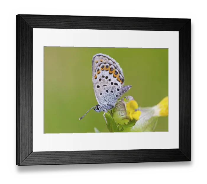 Framed Print : Argus Blue, (Plebejus argus), animals