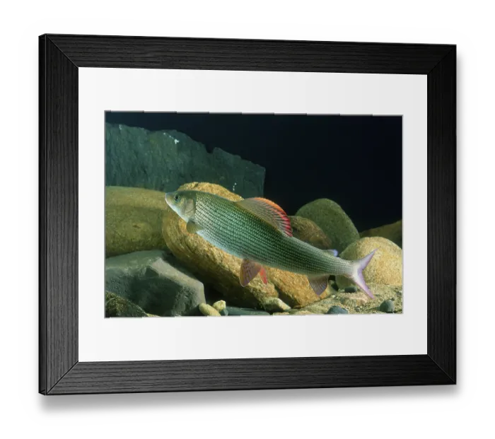 Framed Print : Grayling (Thymallus thymallus) Framed Print : Grayling (Thymallus thymallus)