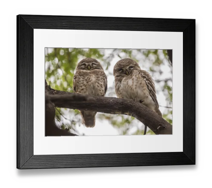 Framed Print : Two Spotted Owlets (Athene brama) Framed Print : Two Spotted Owlets (Athene brama)