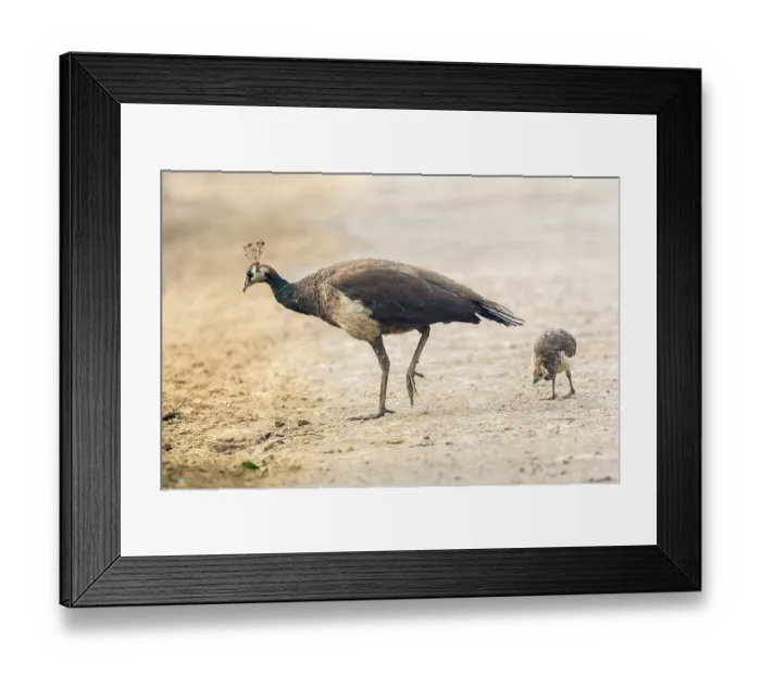 Framed Print : Asian Peacock (Pavo cristatus)