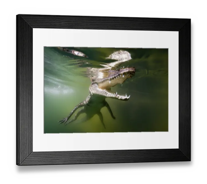 Framed Print : Juvenile crocodile, Crocodylus acutus Framed Print : Juvenile crocodile, Crocodylus acutus