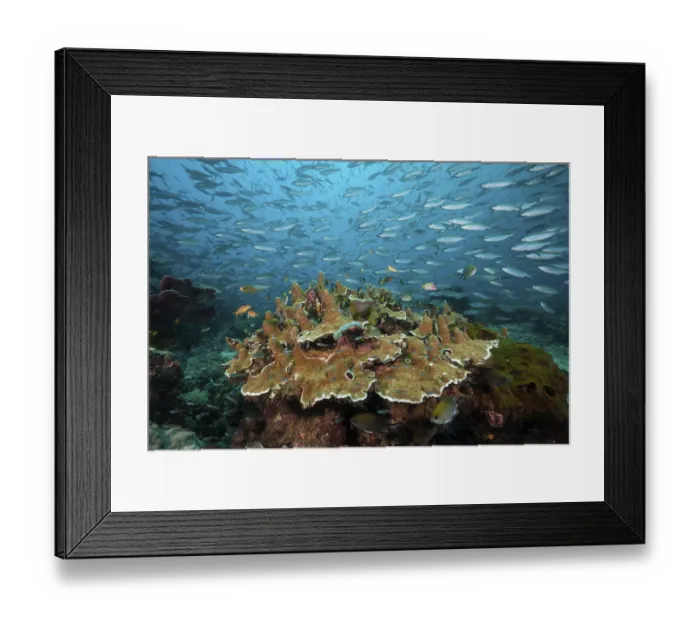 Framed Print : Fusiliers over coral reef, Pterocaesio tesselata Framed Print : Fusiliers over coral reef, Pterocaesio tesselata