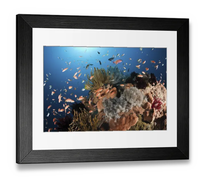 Framed Print : Jewelled flagfish on coral reef Framed Print : Jewelled flagfish on coral reef