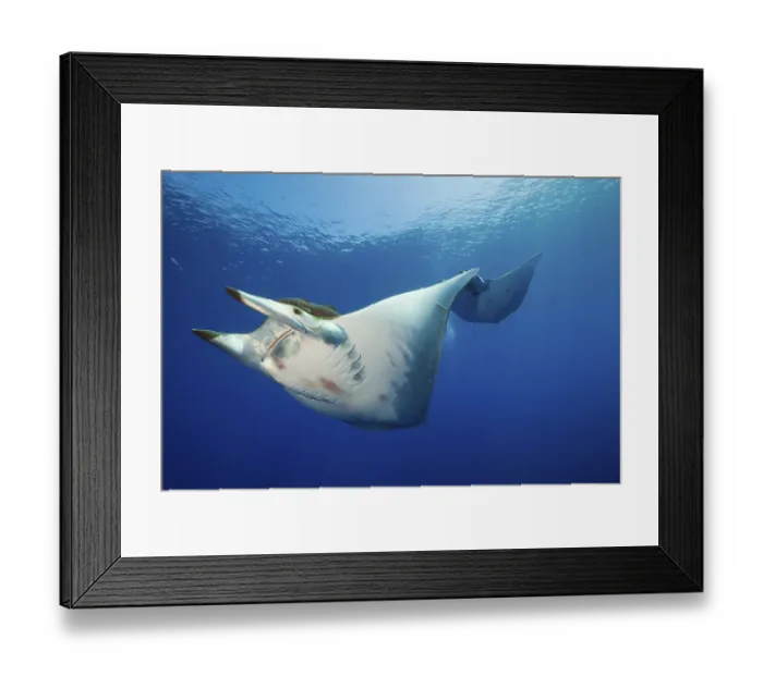 Framed Print : Sicklefin Mobula, Mobula tarapacana