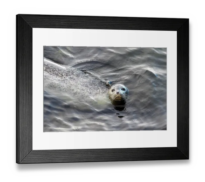 Framed Print : Harbor seal, phoca vitulina vitulina