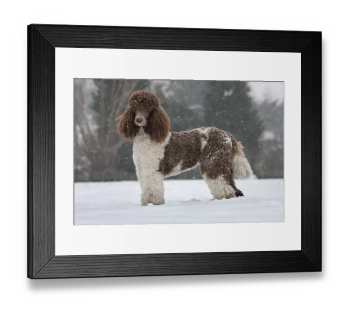Framed Print : Large Poodle, Harlequin, Harlequin Poodle