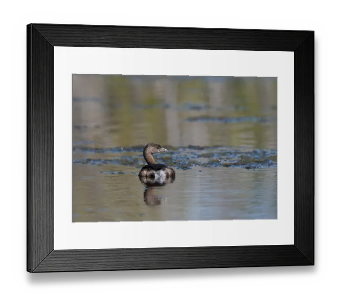 Framed Print : Least Grebe (Tachybaptus dominicus) Framed Print : Least Grebe (Tachybaptus dominicus)