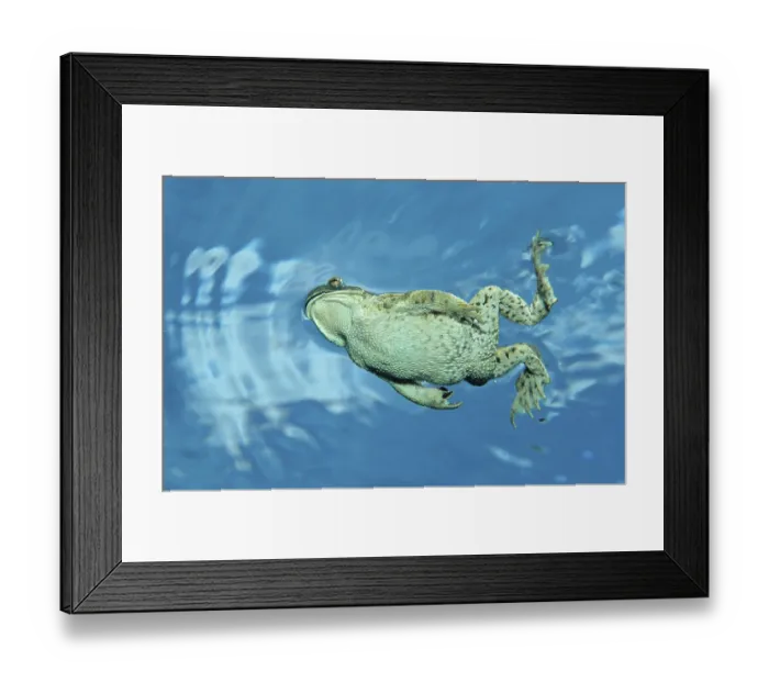 Framed Print : Common Toad (Bufo bufo), Bavaria, Germany, Europe