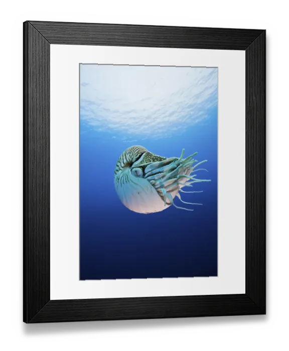 Framed Print : Pearly nautilus (Nautilus pompilius)