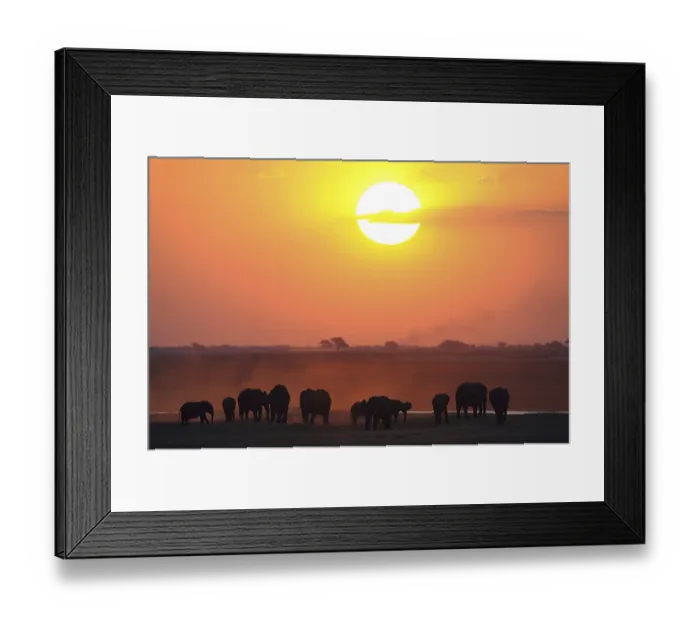 Framed Print : African Bush Elephants (Loxodonta africana) on the water edge at sunset