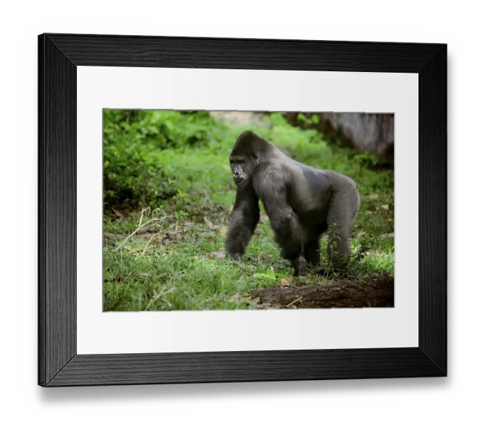 Framed Print : Western Lowland Gorilla (Gorilla gorilla gorilla) in the reintroduction enclosure of Mefou Primate Sanctuary Framed Print : Western Lowland Gorilla (Gorilla gorilla gorilla) in the reintroduction enclosure of Mefou Primate Sanctuary