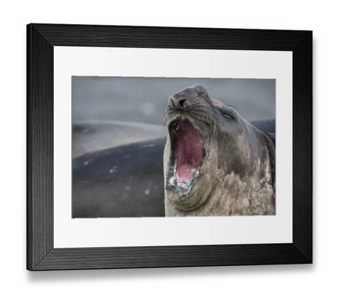 Framed Print : Southern Elephant Seal (Mirounga leonina)